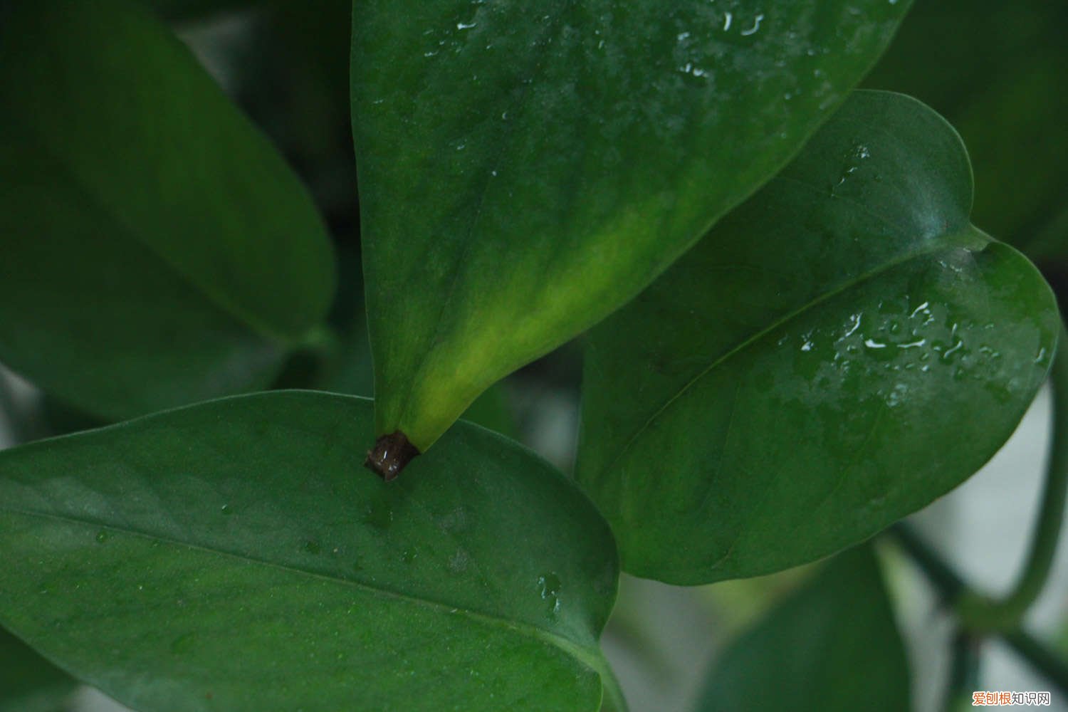绿萝吊兰太长了怎么办 绿萝吊兰···乱施肥,跟喂毒药没两样,养1盆死1盆!