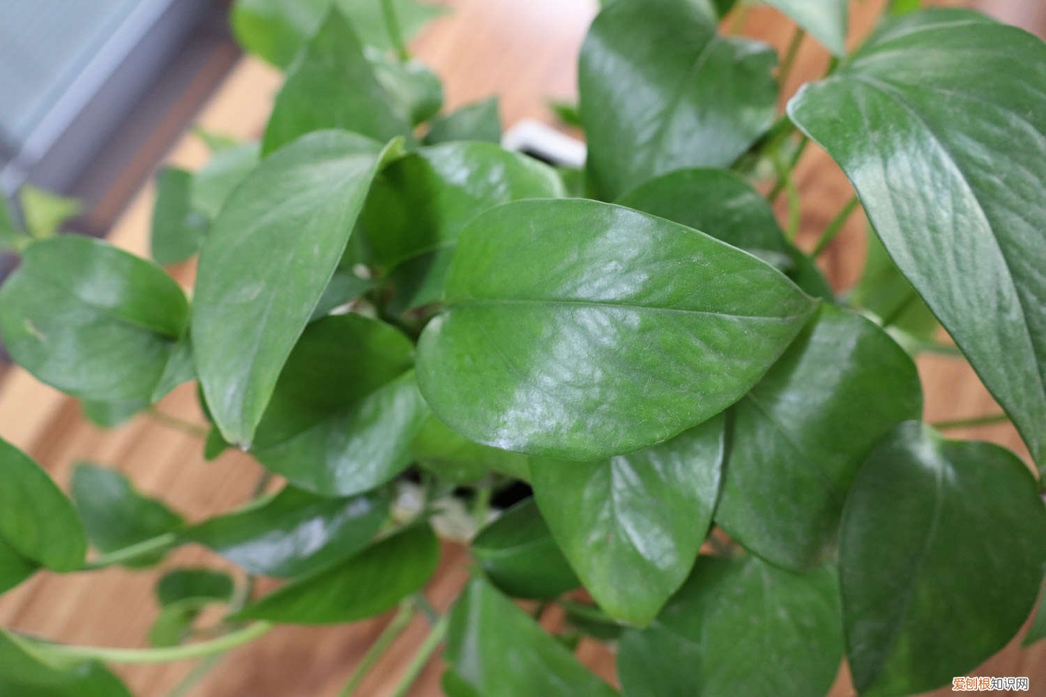 绿萝吊兰太长了怎么办 绿萝吊兰···乱施肥,跟喂毒药没两样,养1盆死1盆!