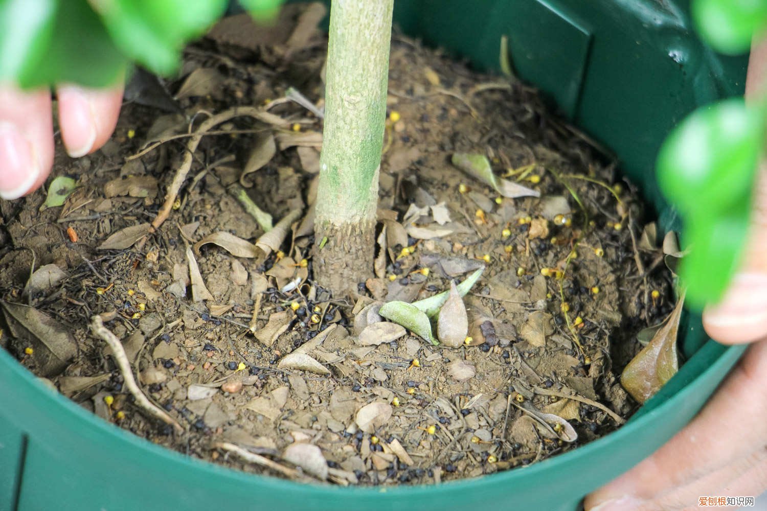 米兰怎么养长得好 米兰怎么养长得好