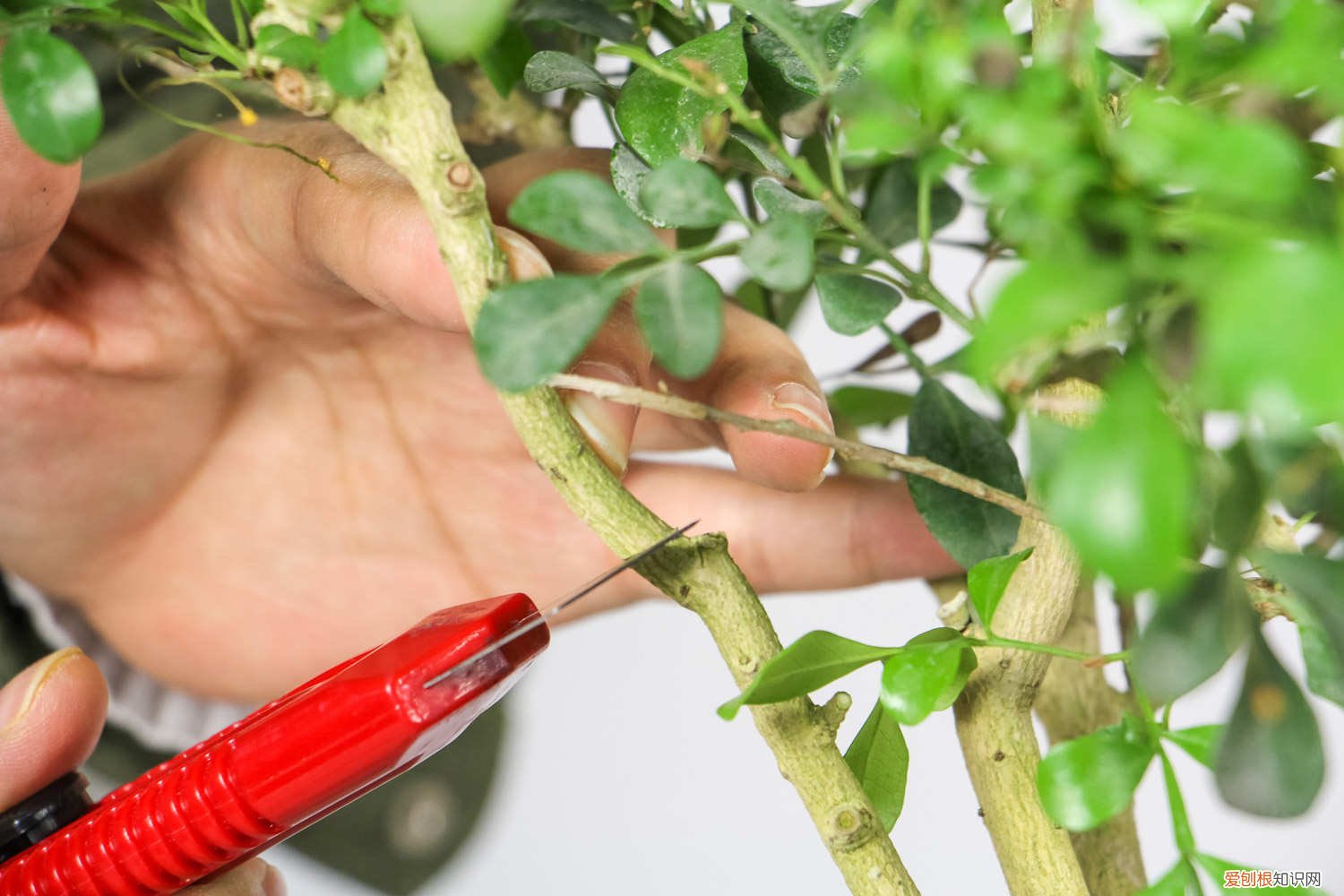 米兰怎么养长得好 米兰怎么养长得好