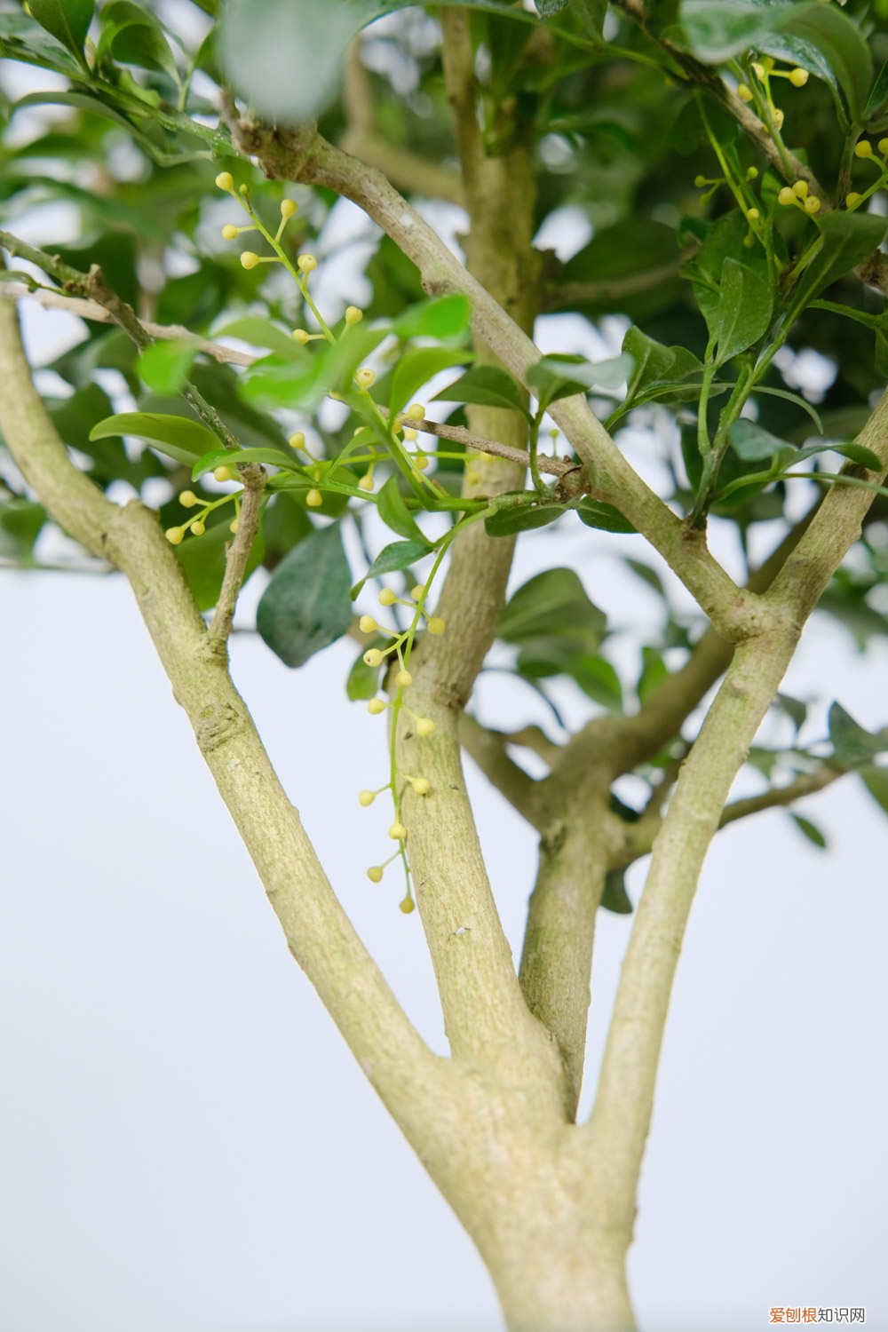 米兰怎么养长得好 米兰怎么养长得好