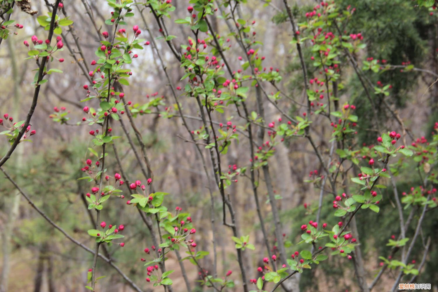 海棠花的扦插方法和时间 海棠花的扦插方法