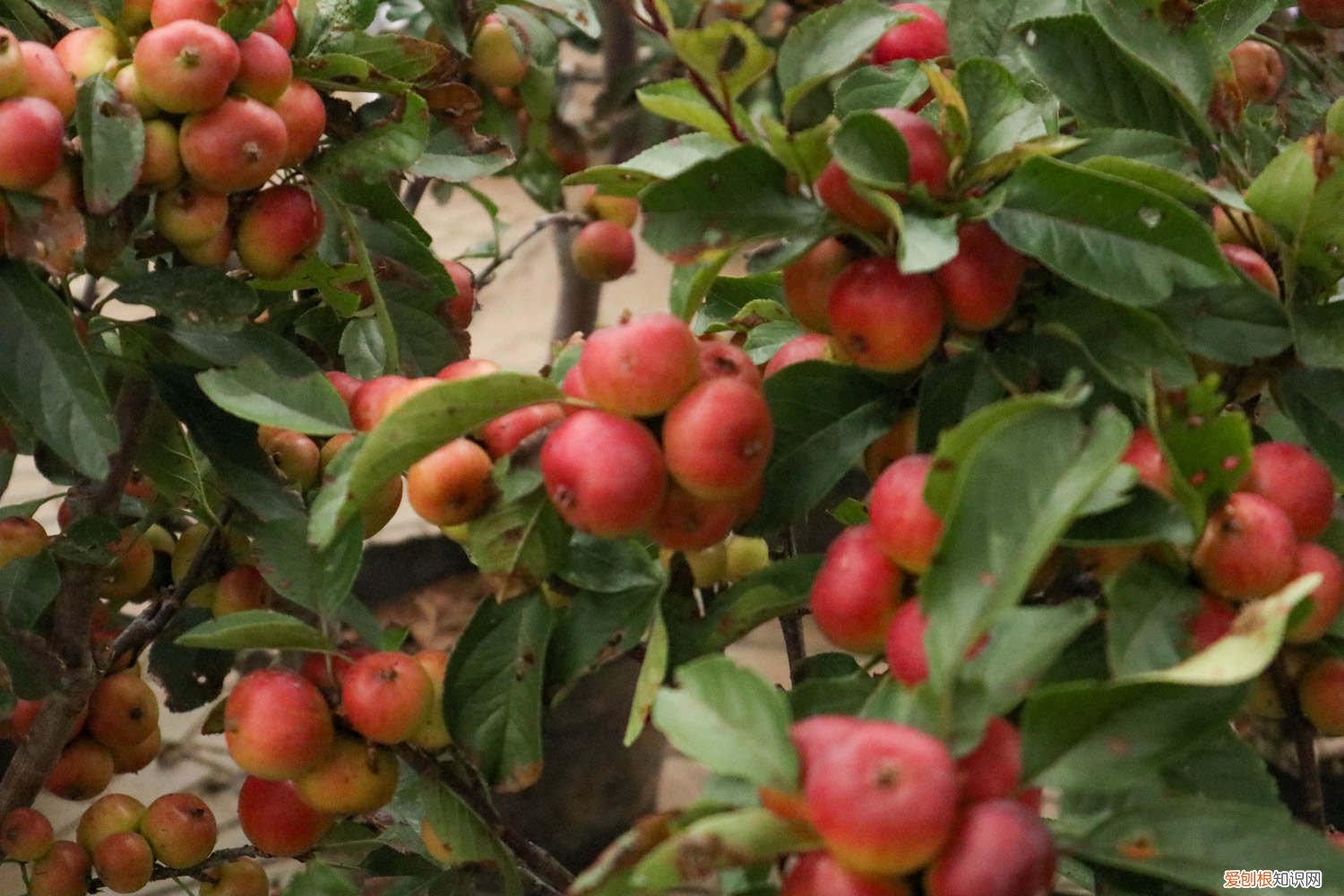 海棠花的扦插方法和时间 海棠花的扦插方法