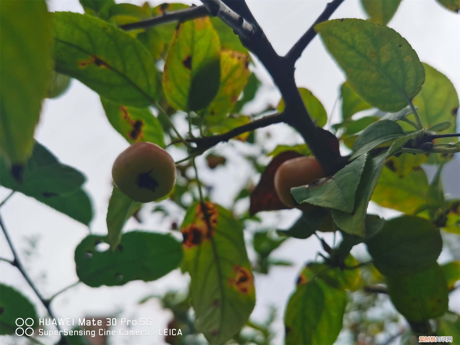 海棠花怎么养才能开花 海棠花怎么养