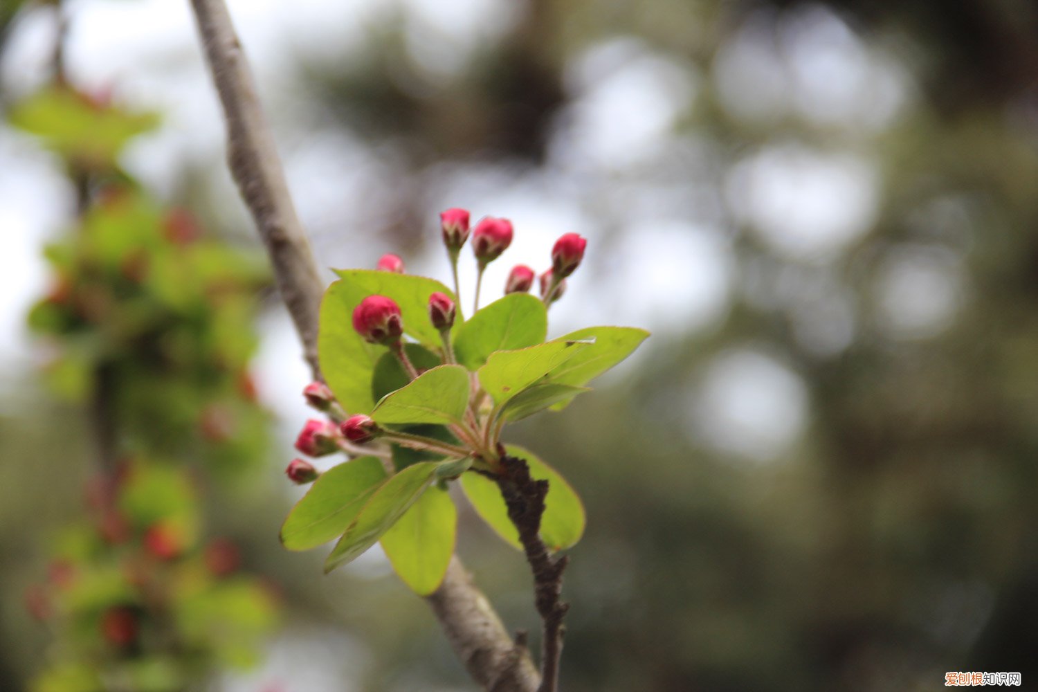 海棠花怎么养才能开花 海棠花怎么养
