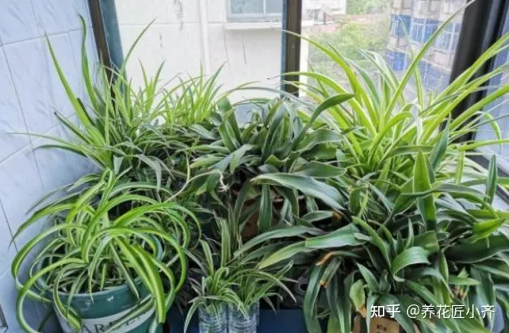 养花也要用心去养，家庭养花养不好？如果记住3句“口诀”，新手养花都没难度