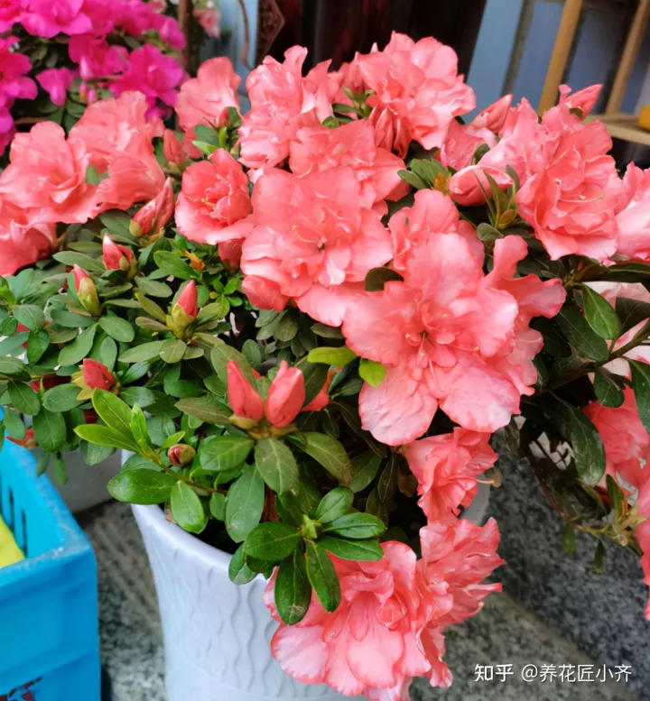 养花也要用心去养，家庭养花养不好？如果记住3句“口诀”，新手养花都没难度