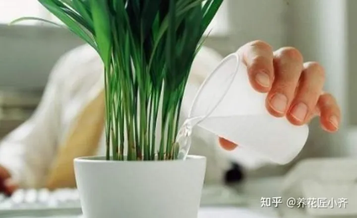 养花也要用心去养，家庭养花养不好？如果记住3句“口诀”，新手养花都没难度