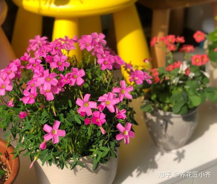 养花也要用心去养，家庭养花养不好？如果记住3句“口诀”，新手养花都没难度