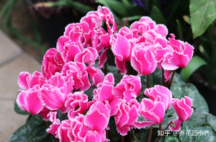 养花也要用心去养，家庭养花养不好？如果记住3句“口诀”，新手养花都没难度