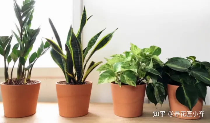养花也要用心去养，家庭养花养不好？如果记住3句“口诀”，新手养花都没难度