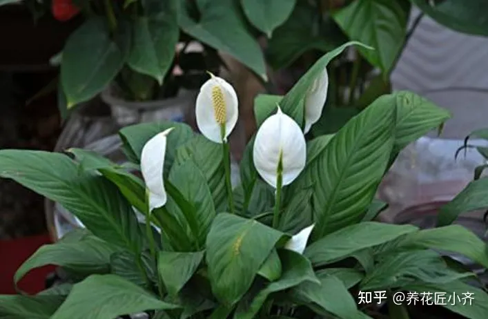 养花也要用心去养，家庭养花养不好？如果记住3句“口诀”，新手养花都没难度