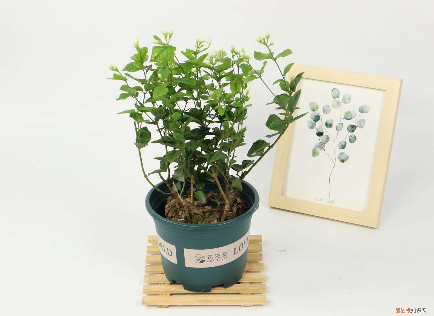 茉莉如何繁殖 茉莉怎么繁殖