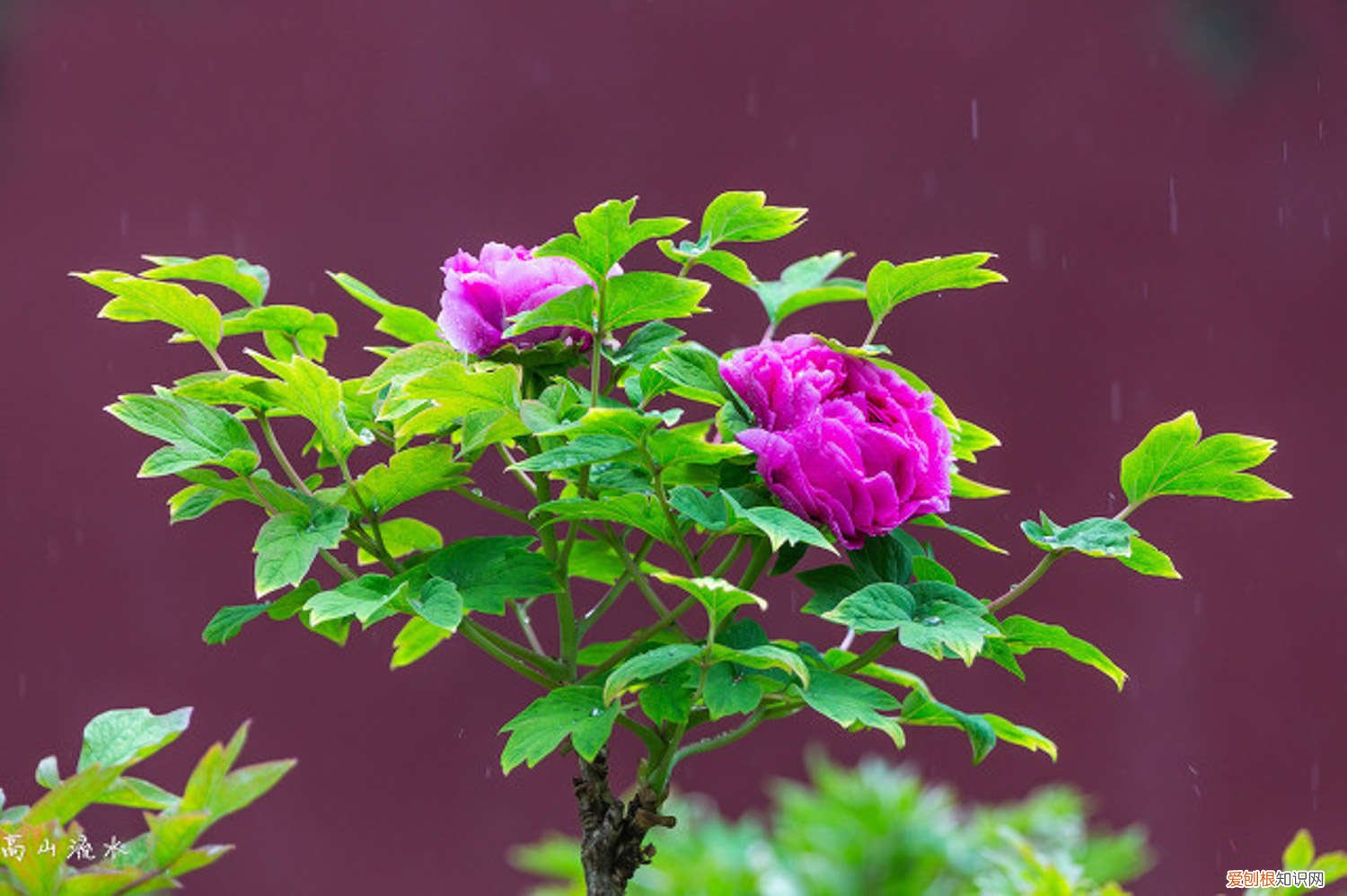 侠客风云传牡丹花怎么养 牡丹花怎么养