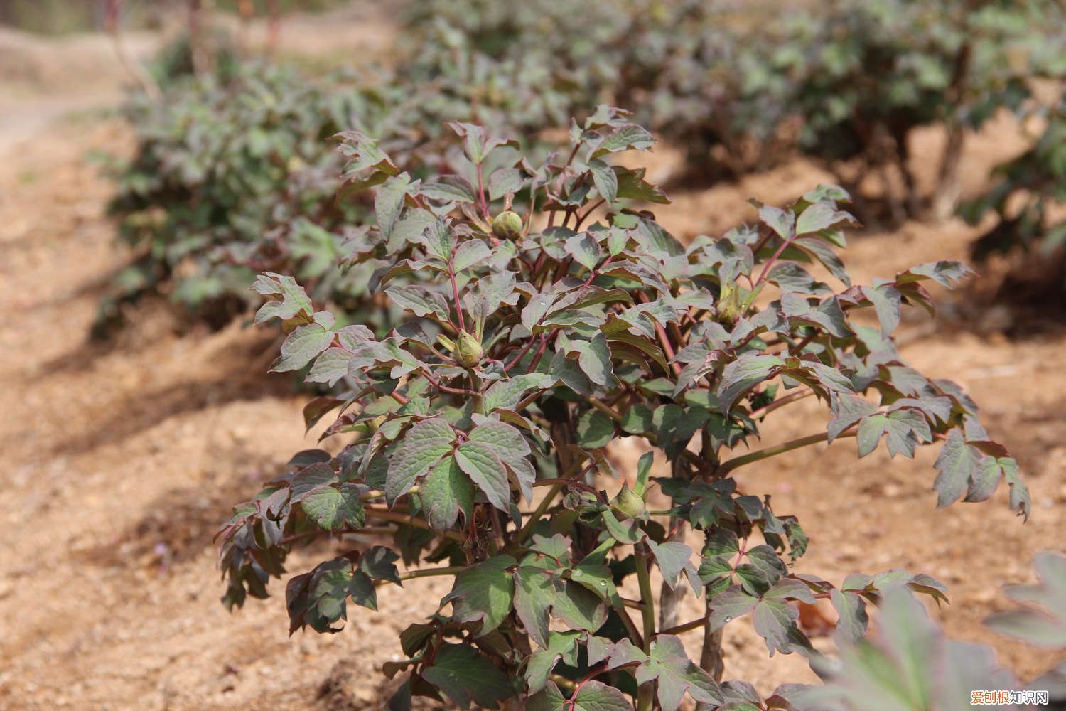 侠客风云传牡丹花怎么养 牡丹花怎么养