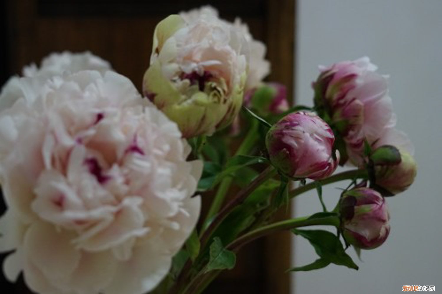 侠客风云传牡丹花怎么养 牡丹花怎么养