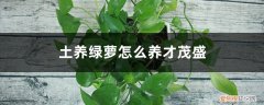 绿萝怎样才能长得茂盛 土养绿萝怎么养才茂盛