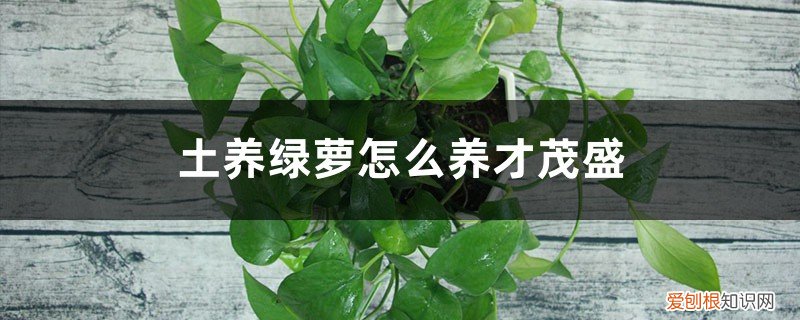 绿萝怎样才能长得茂盛 土养绿萝怎么养才茂盛