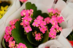 刚买来的长寿花怎么养 刚买的长寿花怎么养护