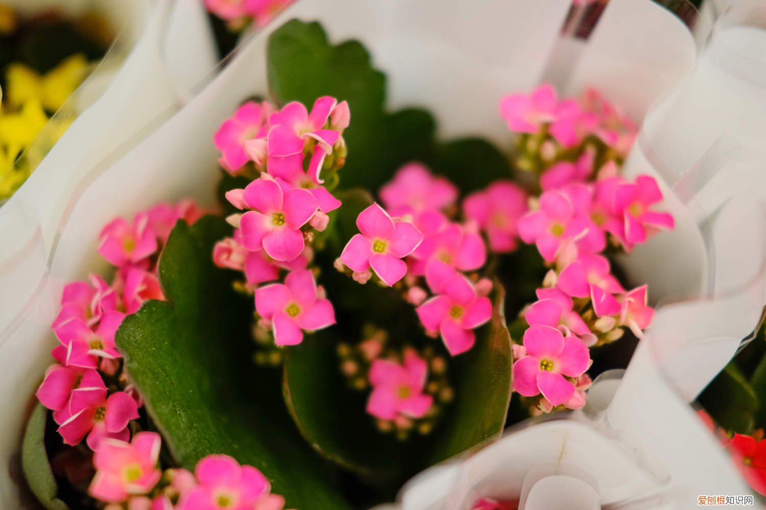 刚买来的长寿花怎么养 刚买的长寿花怎么养护