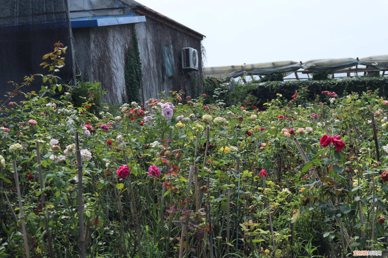 1根铁丝4根杆,月季绿萝1月蹿2米,拦都拦不住!