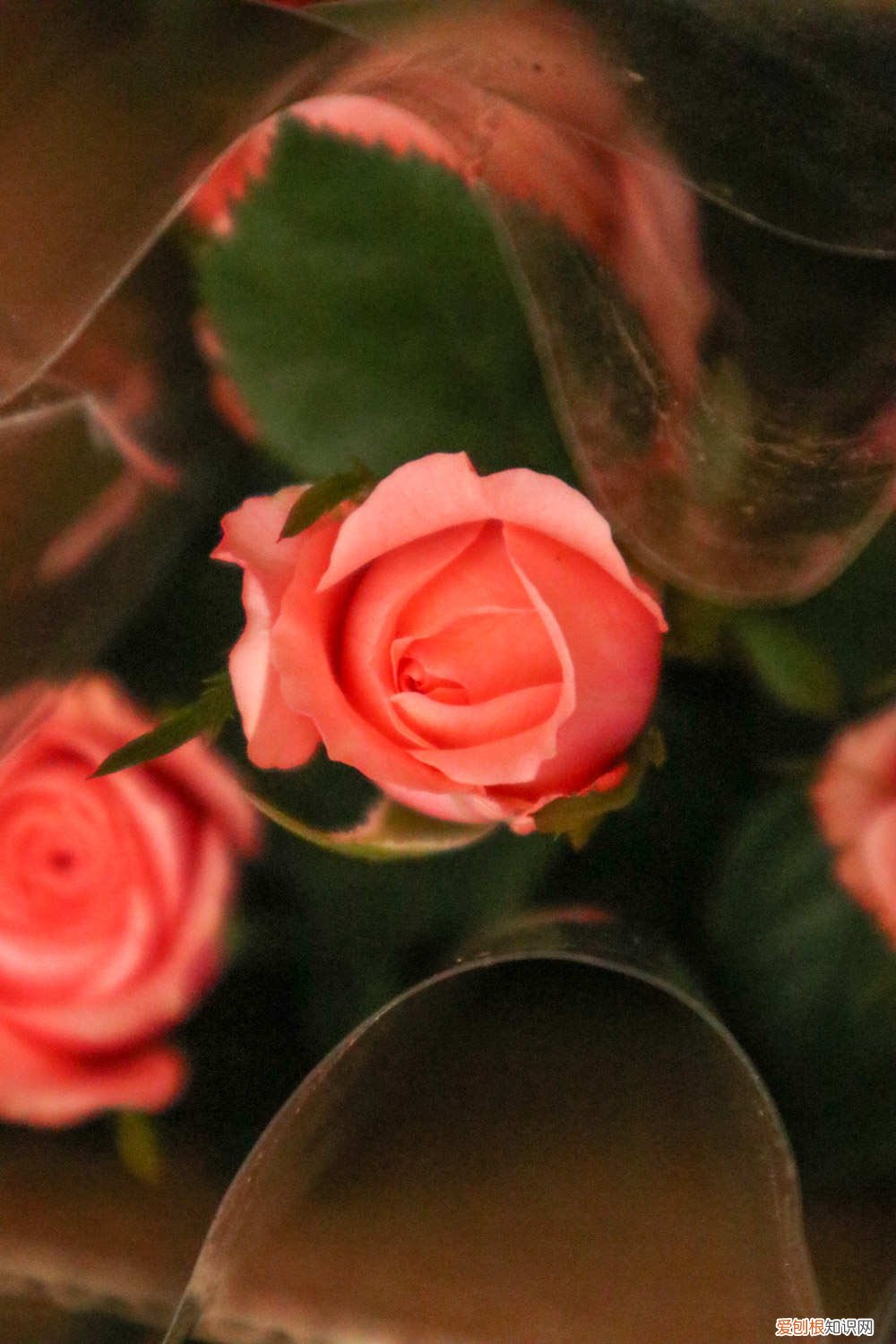 1根铁丝4根杆,月季绿萝1月蹿2米,拦都拦不住!