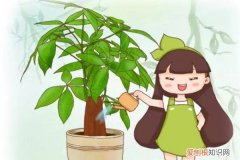 万能浇水神器,就是1根小吸管,专治烂根黄叶的植物 万能浇水神器，就是1根小吸管，专治烂根黄