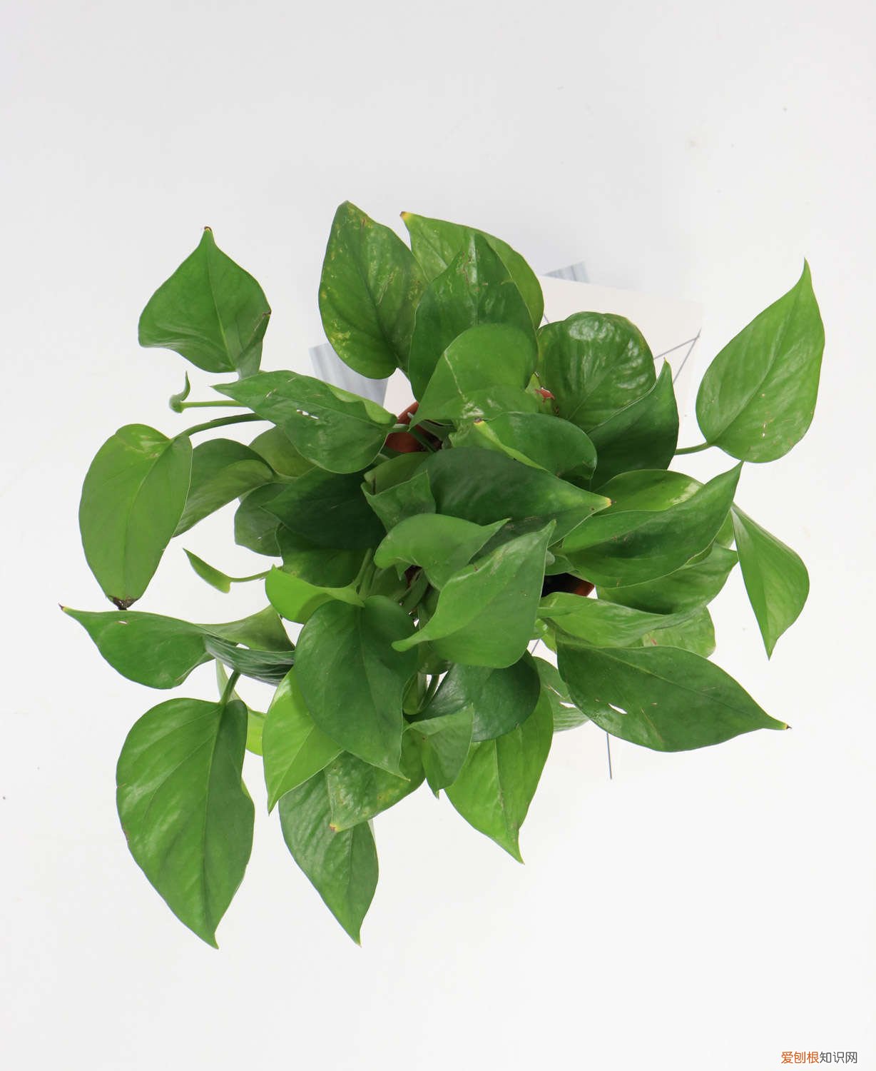 绿萝叶子发黄怎么剪掉 绿萝叶子黄了从哪剪掉