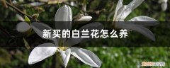 新买的白兰花怎么养好 新买的白兰花怎么养