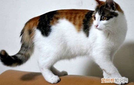 三花猫该怎么养 家养三花猫注意事项，三花猫怎么养