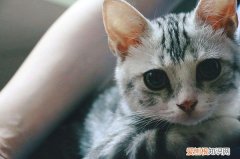 猫为什么养不出感情 猫咪养不出感情的原因