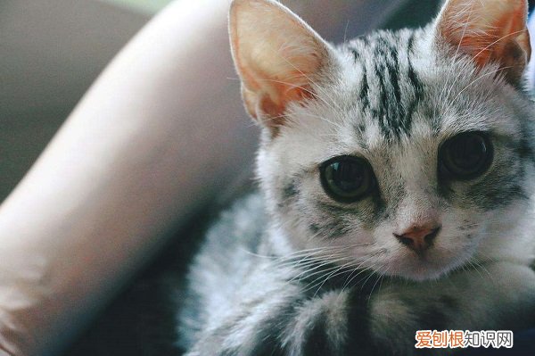 猫为什么养不出感情 猫咪养不出感情的原因