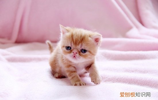 捡的小奶猫如何喂食 捡了一只小奶猫喂它吃什么，小奶猫怎么喂养