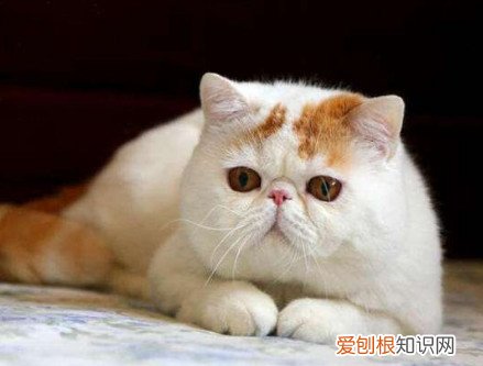 猫吃什么能迅速长胖 能让猫迅速长胖的食物