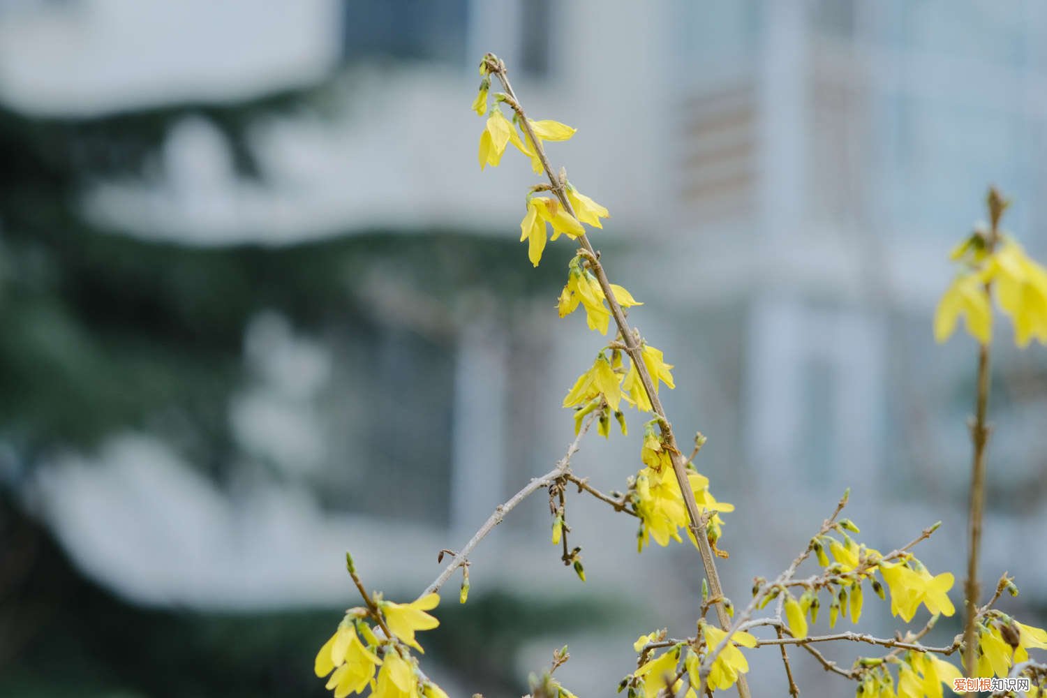 连翘怎么修剪,修剪方法视频 连翘怎么修剪,修剪方法