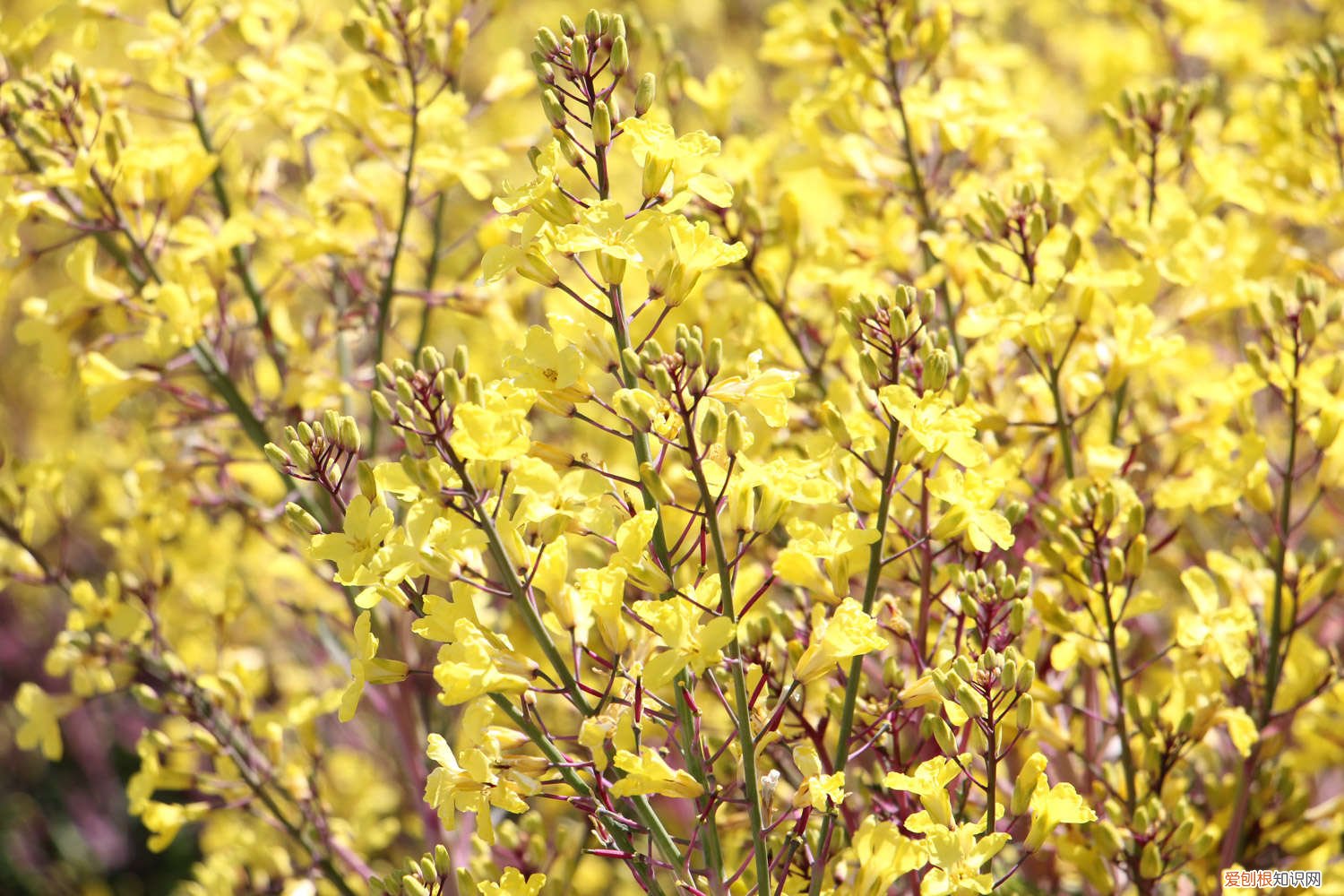 连翘怎么修剪,修剪方法视频 连翘怎么修剪,修剪方法