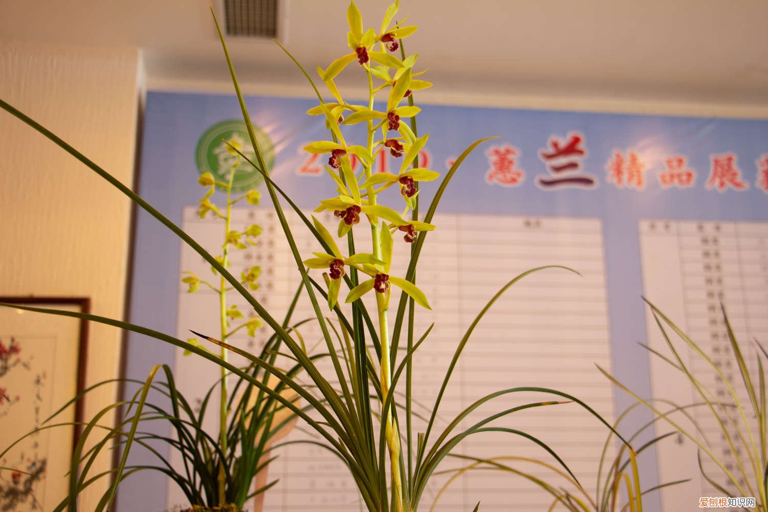 兰花分芽期如何管理 兰花出芽期怎么管理