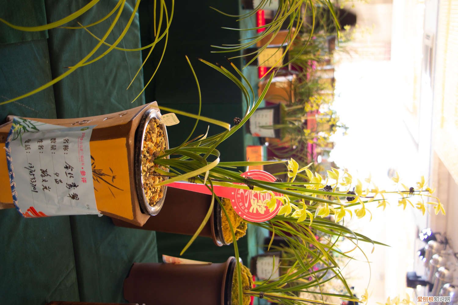 兰花分芽期如何管理 兰花出芽期怎么管理