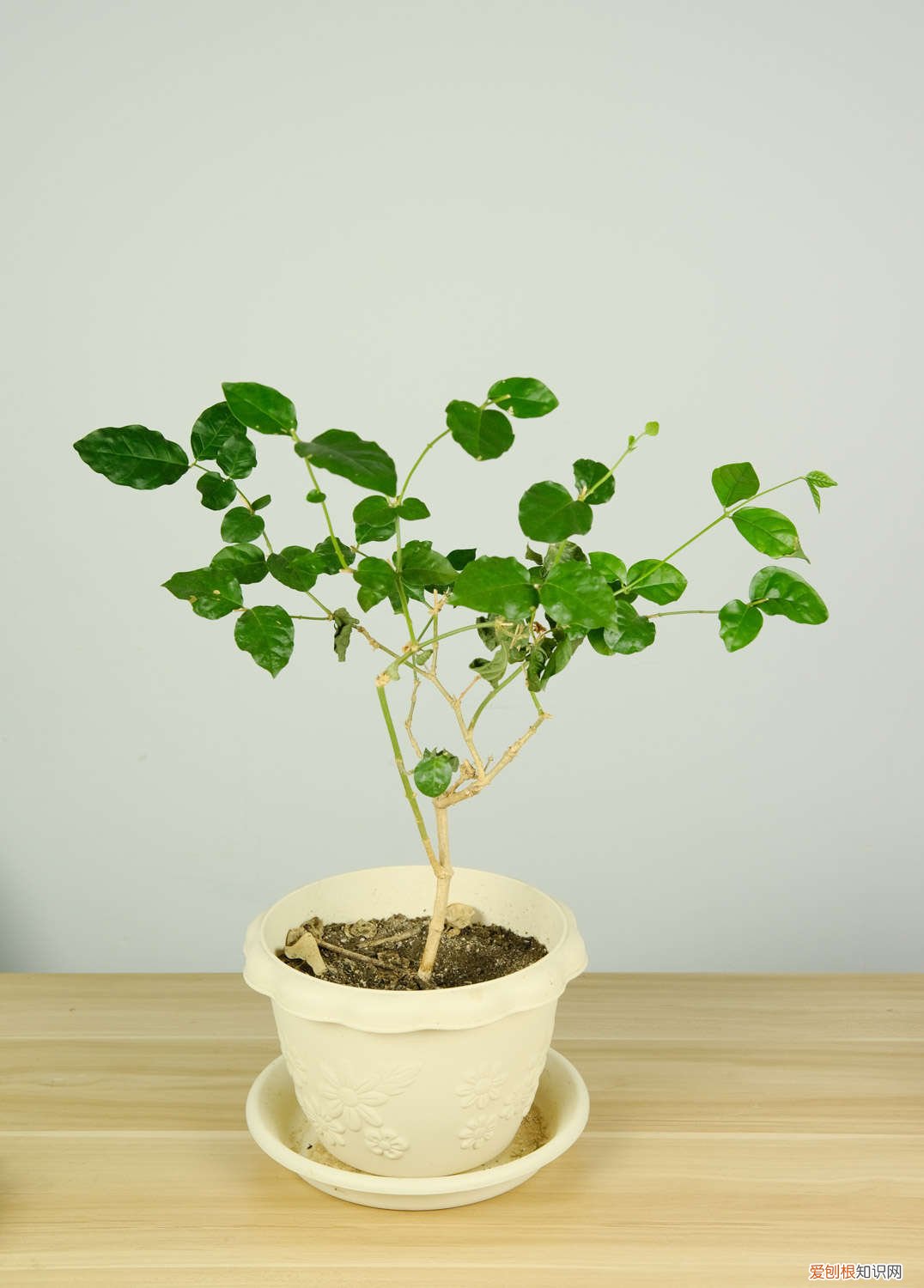 1个西红柿2斤西瓜皮,绿萝猛蹿枝,茉莉爆开80朵!