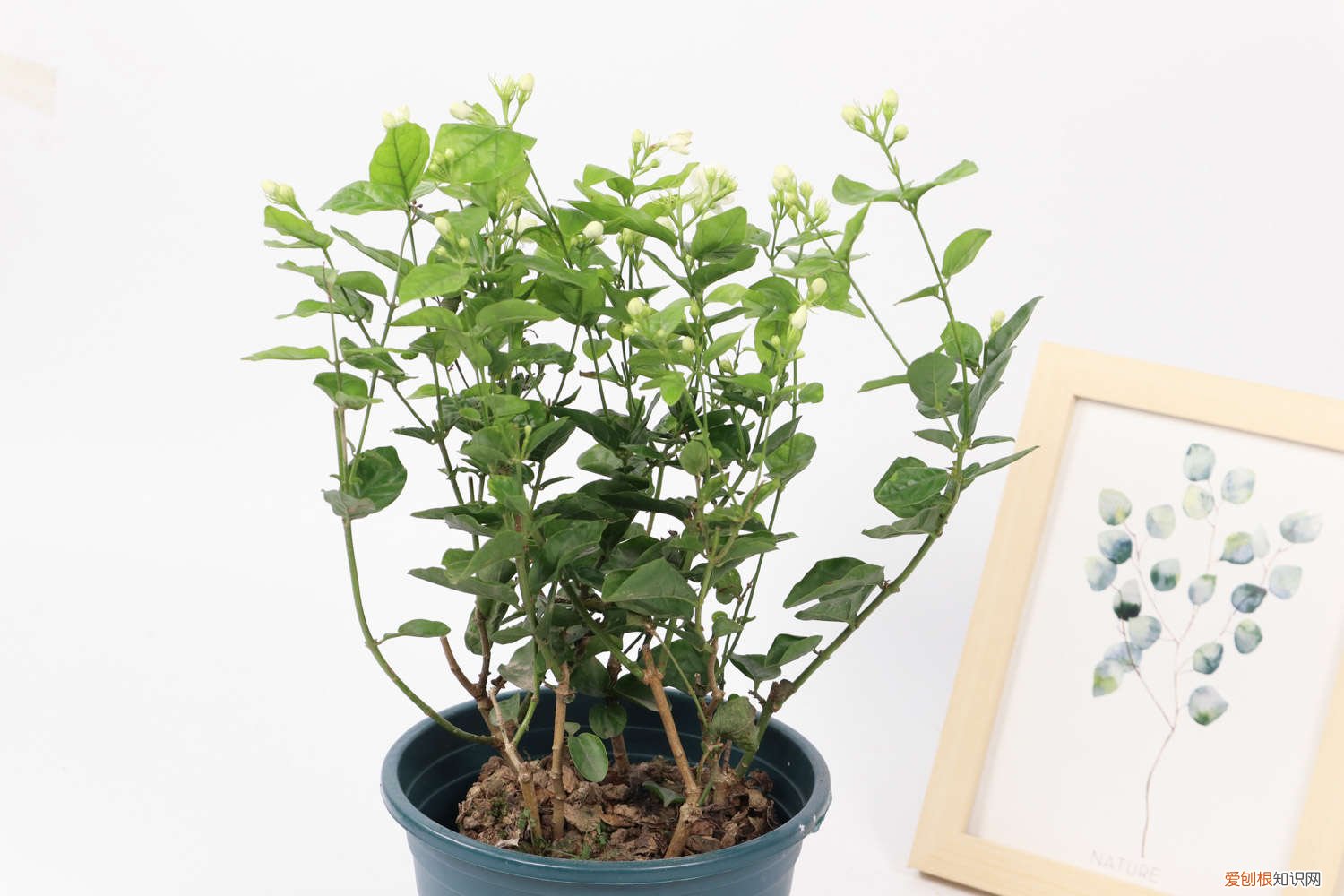 1个西红柿2斤西瓜皮,绿萝猛蹿枝,茉莉爆开80朵!