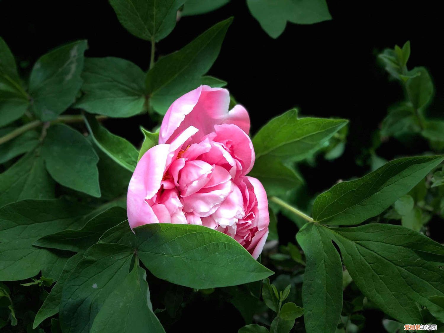 家庭盆栽牡丹花怎么养护和管理 家庭盆栽牡丹花怎么养护