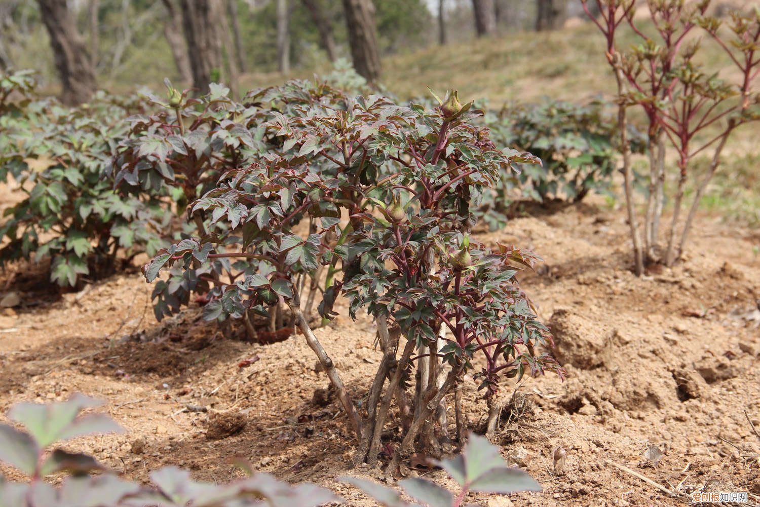 家庭盆栽牡丹花怎么养护和管理 家庭盆栽牡丹花怎么养护