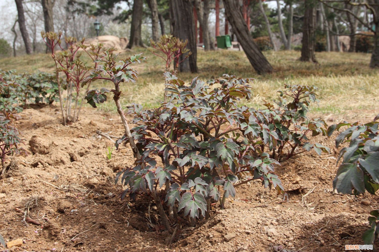 家庭盆栽牡丹花怎么养护和管理 家庭盆栽牡丹花怎么养护