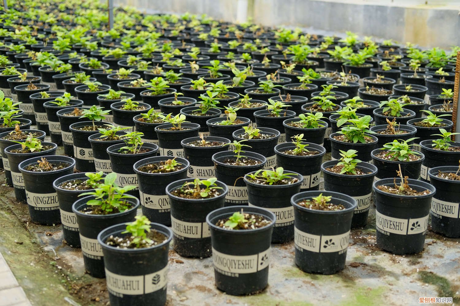 绣球花什么时间分株好 绣球花什么时候分株最好