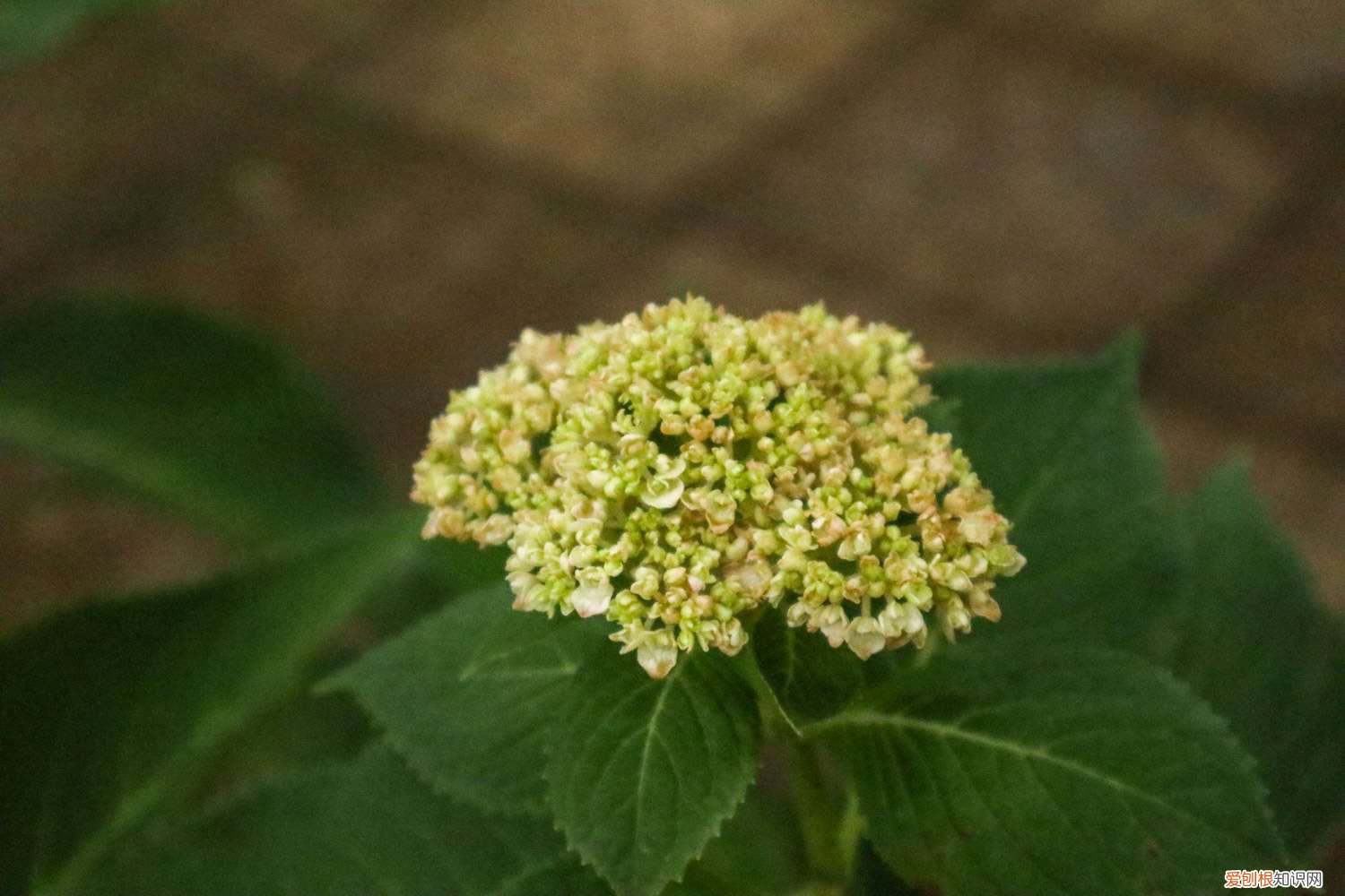 绣球花什么时间分株好 绣球花什么时候分株最好