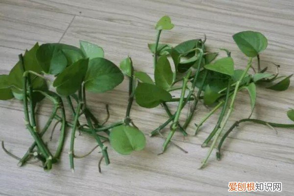 夏季扦插老是死?注意这6点,成活率100%!