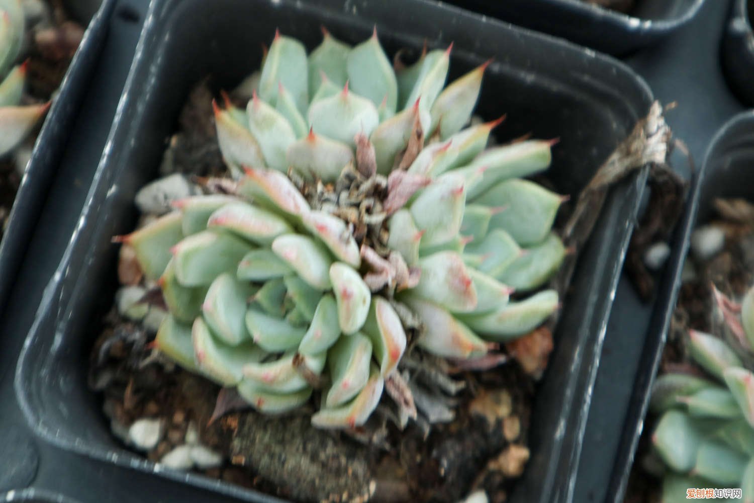 多肉开花都要剪掉吗 多肉开花了要剪掉吗