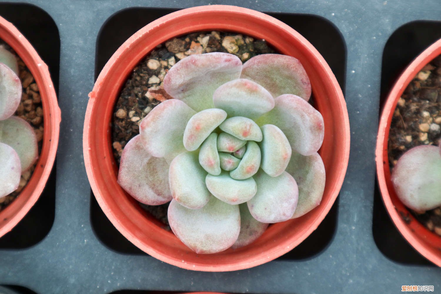 多肉开花都要剪掉吗 多肉开花了要剪掉吗