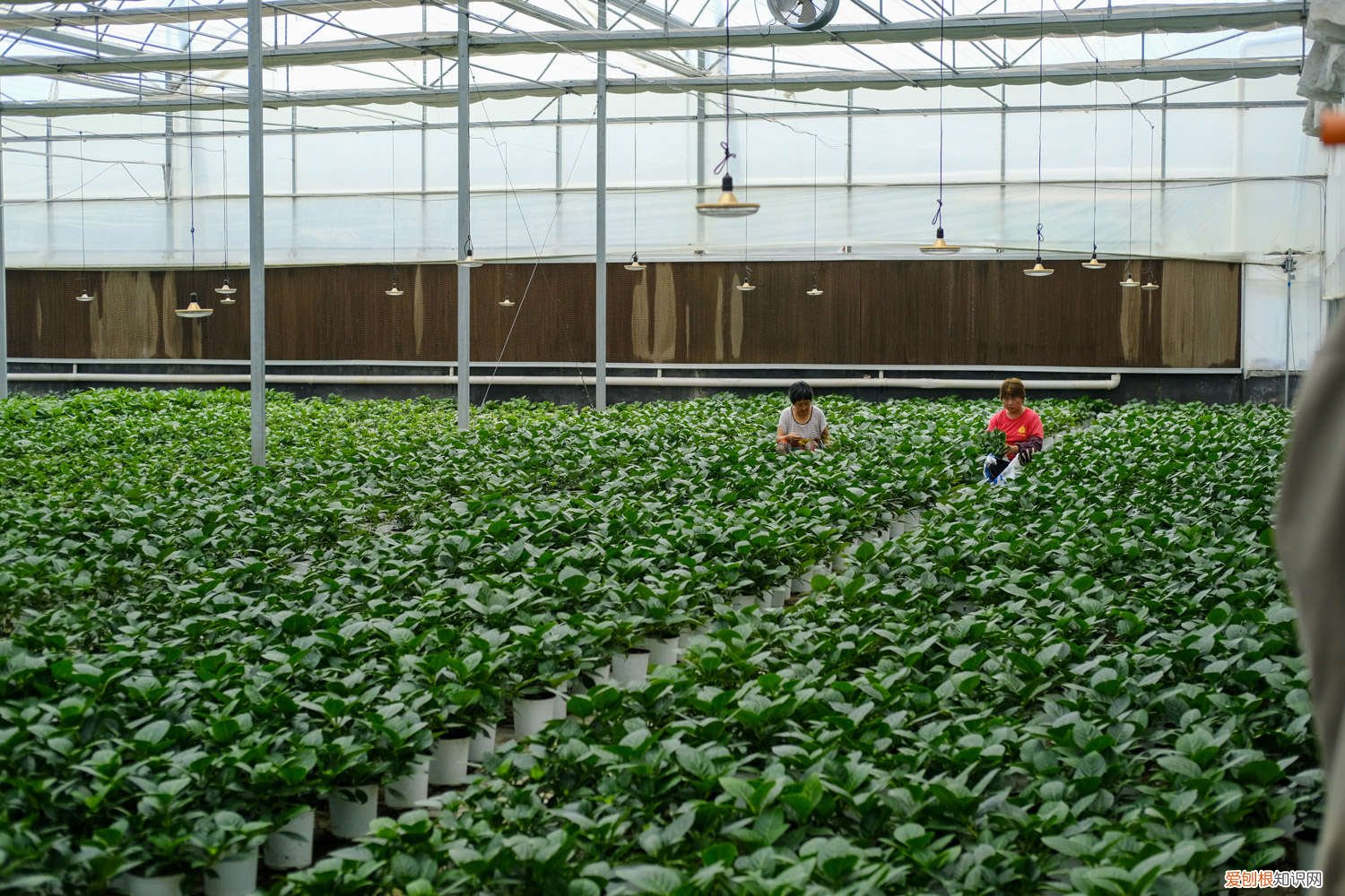 绣球花的最佳扦插时间 绣球花扦插时间和方法