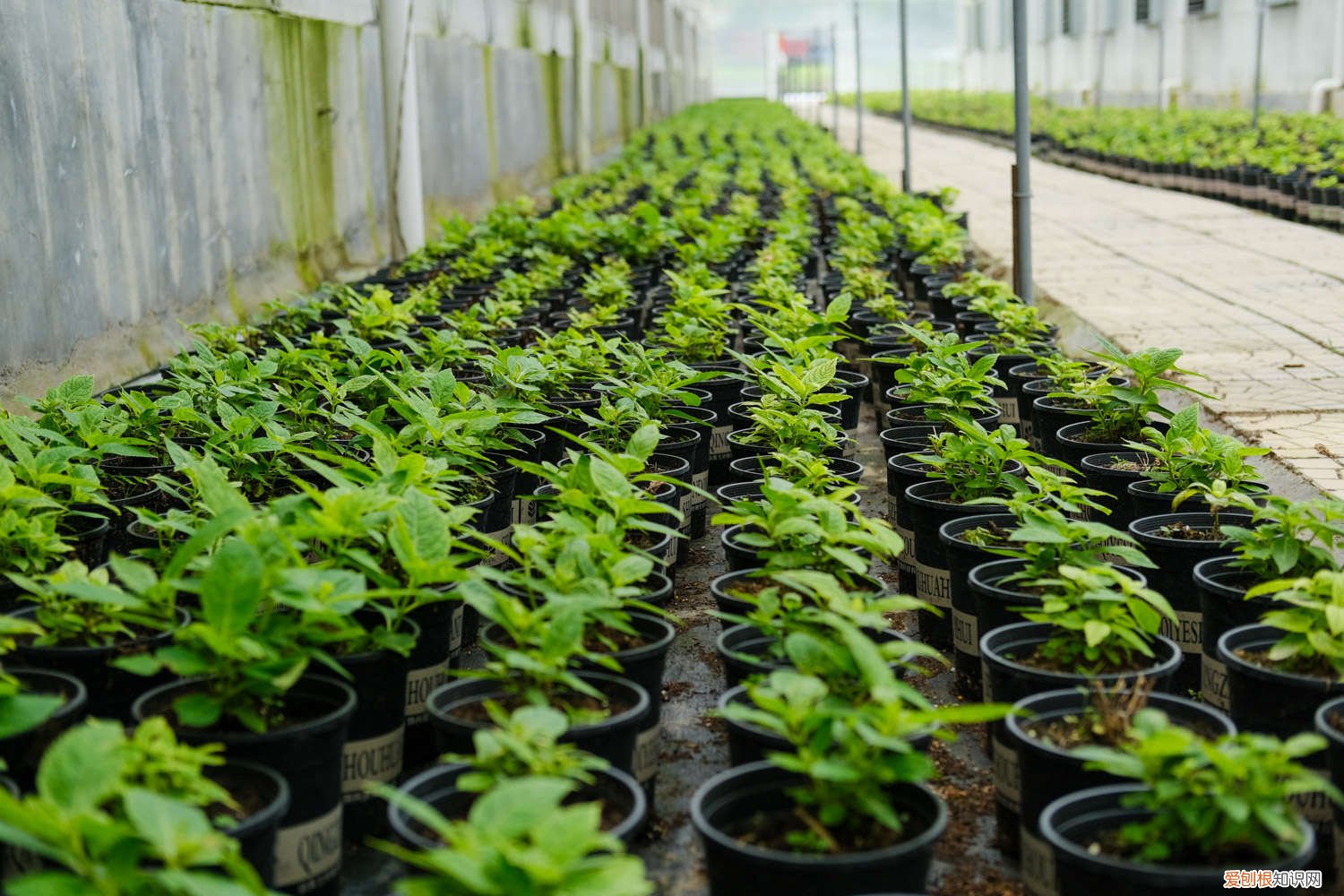 绣球花的最佳扦插时间 绣球花扦插时间和方法